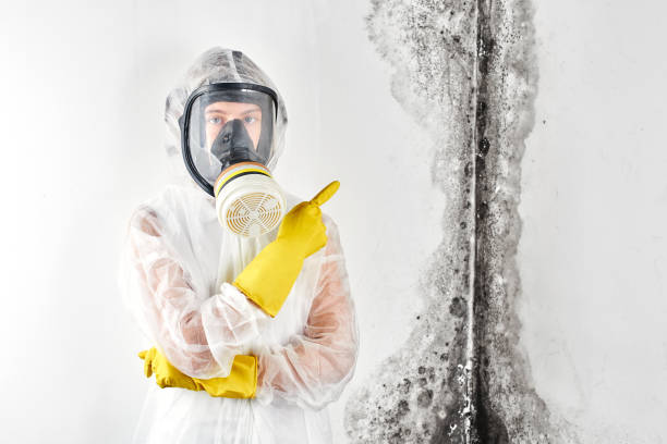 Mold Odor Removal Services in Mineola, NY