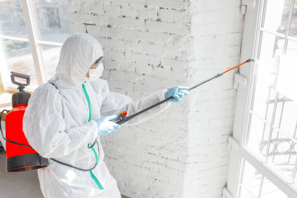 Best Mold Remediation for Healthcare Facilities  in Mineola, NY