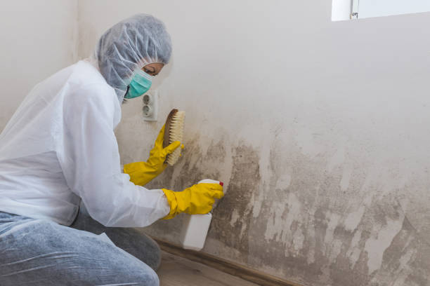 Best Emergency Mold Remediation  in Mineola, NY