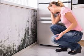 Best Water Damage & Mold Remediation  in Mineola, NY